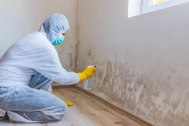 Licensed Basement Mold Removal service in Warren, MN - WQB Mold Removal