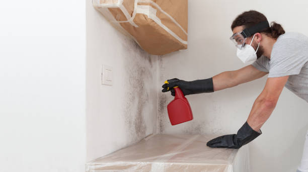 Professional Basement Mold Removal technician working in Warren, MN
