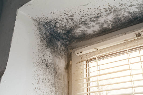 Affordable Basement Mold Removal solutions in Warren, MN